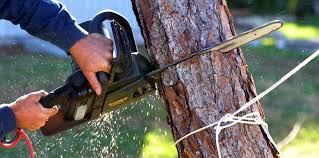 Trusted University Center, VA Tree Removal and Landscaping Services Experts